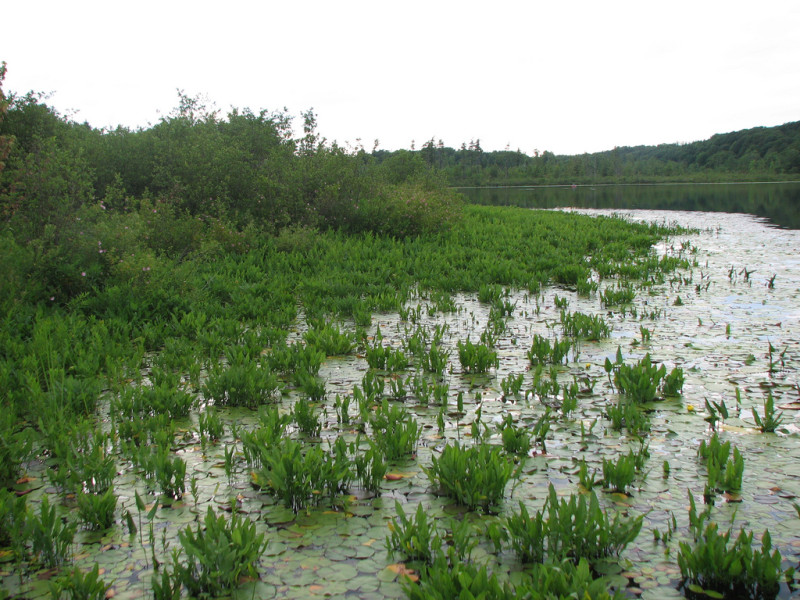 Lake Pleasent